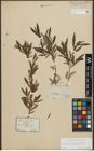 Foto von Salix purpurea L. x Salix viminalis L.